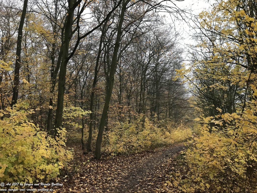November im Ober Olmer Wald - Rheinhessen
