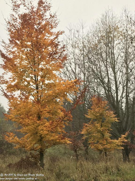 November im Ober Olmer Wald - Rheinhessen