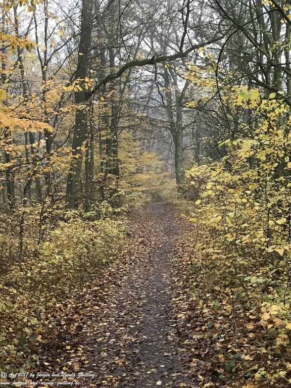 November im Ober Olmer Wald - Rheinhessen