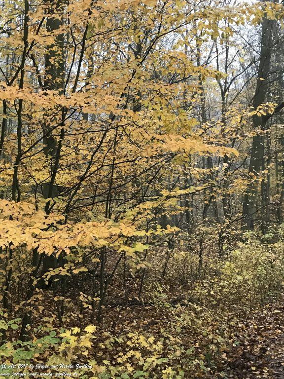 November im Ober Olmer Wald - Rheinhessen