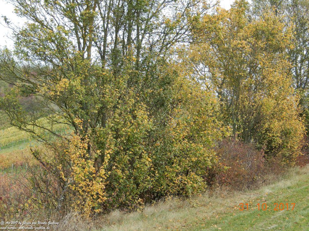 Rommersheim -Wörrstadt -Rheinhessen