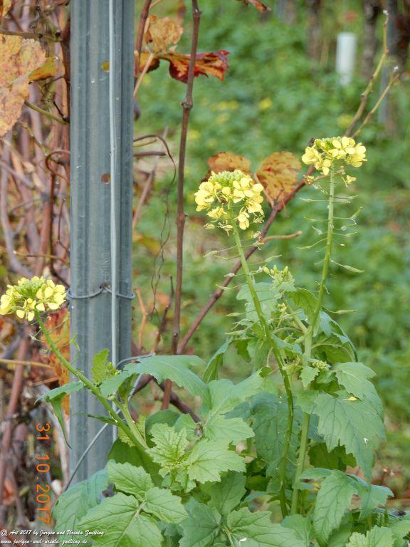 Rommersheim -Wörrstadt -Rheinhessen
