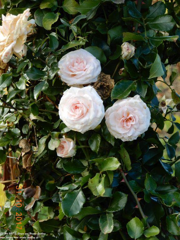 Rommersheim -Wörrstadt -Rheinhessen