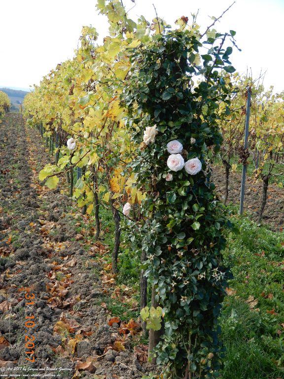 Rommersheim -Wörrstadt -Rheinhessen