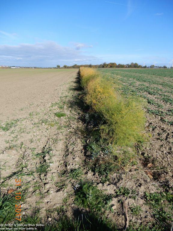 Rommersheim -Wörrstadt -Rheinhessen