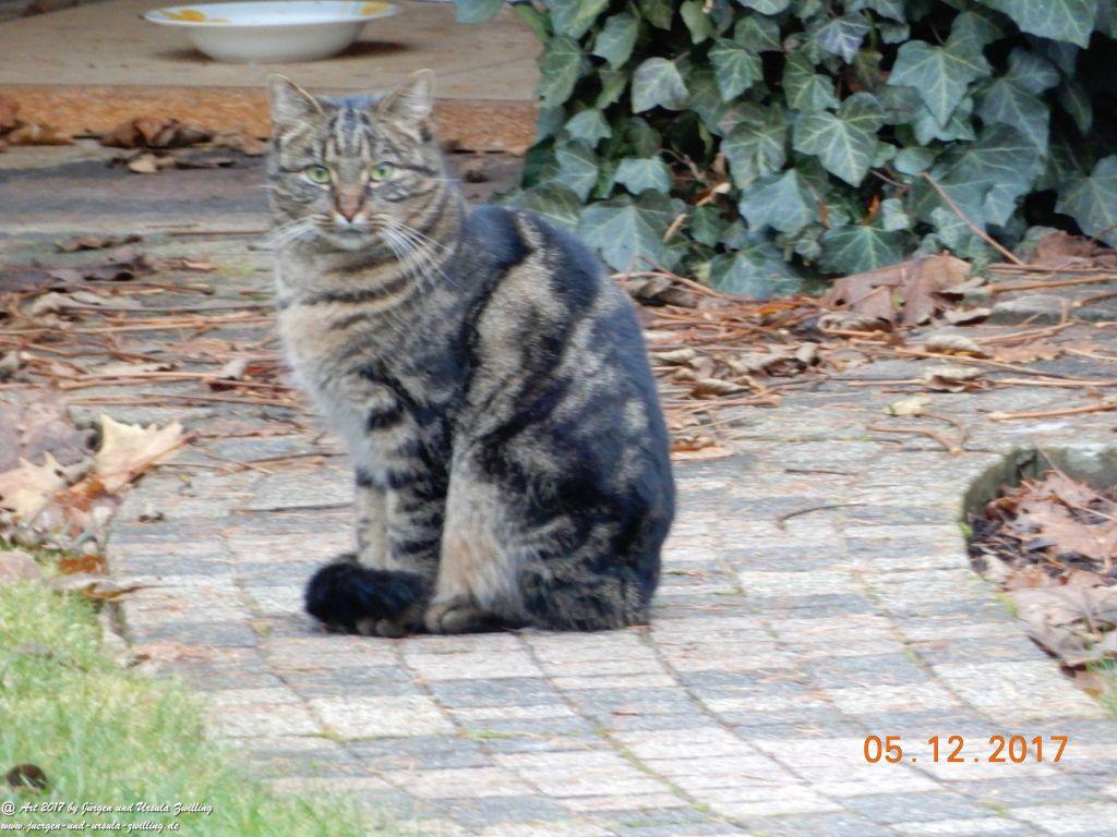 Katze Mimi im Dezember 2017