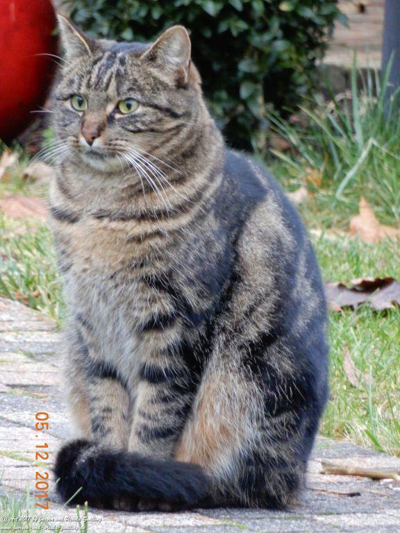 Katze Mimi im Dezember 2017