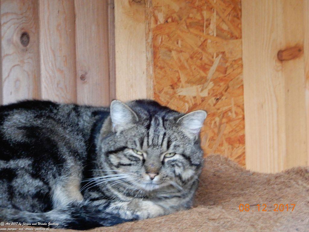 Katze Mimi im Dezember 2017