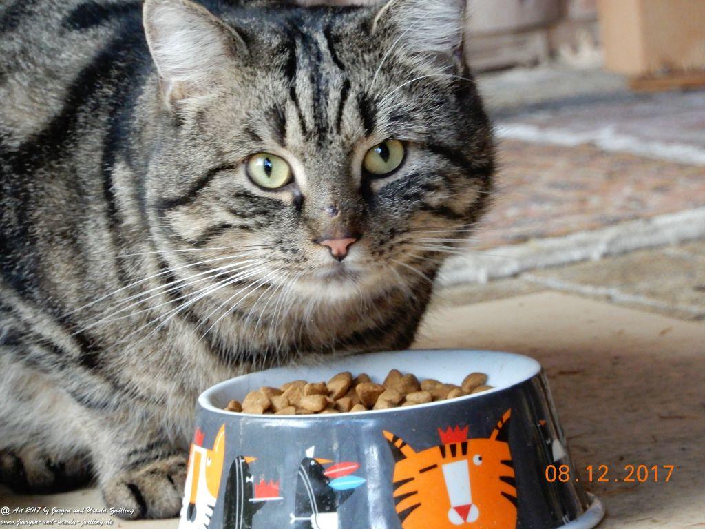 Katze Mimi im Dezember 2017