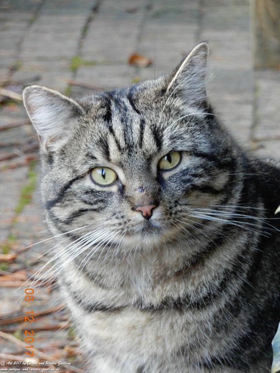 Katze Mimi im Dezember 2017