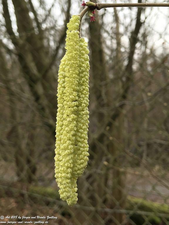  Blüte der Gemeine Hasel (Corylus avellana) - Ober Olmer Wald - Rheinhessen