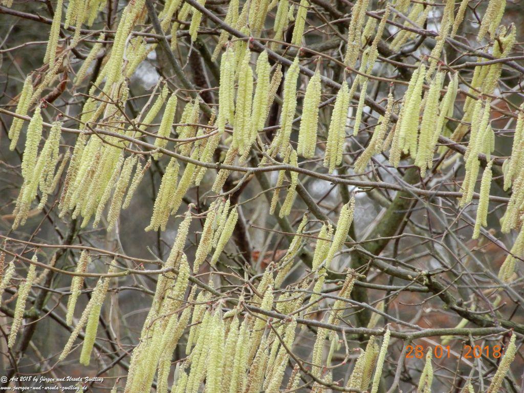  Blüte der Gemeine Hasel (Corylus avellana) - Ober Olmer Wald - Rheinhessen