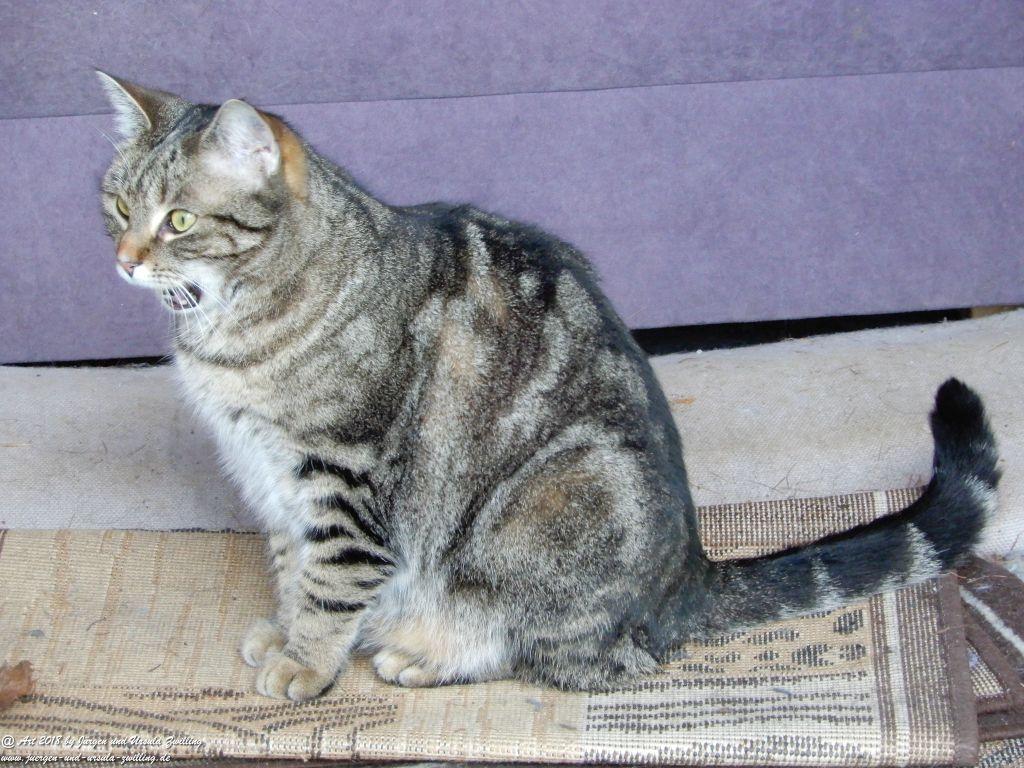 Katze Mimi im Februar 2018