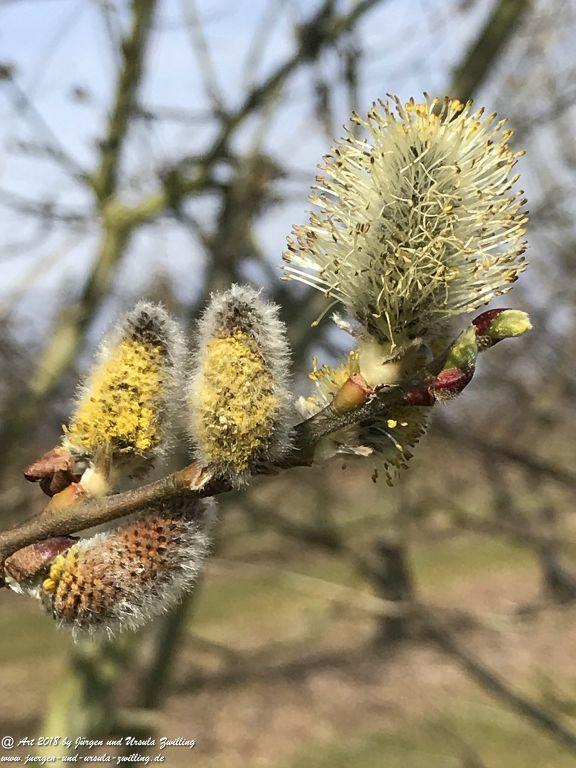 Weidenkätzchen - Blütenstart in Rheinhessen