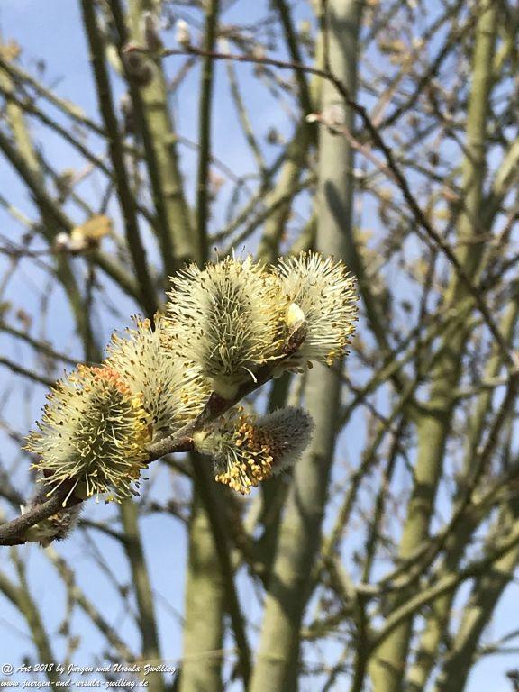 Weidenkätzchen - Blütenstart in Rheinhessen