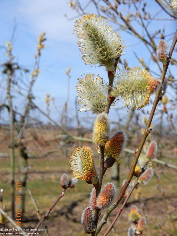 Weidenkätzchen - Blütenstart in Rheinhessen
