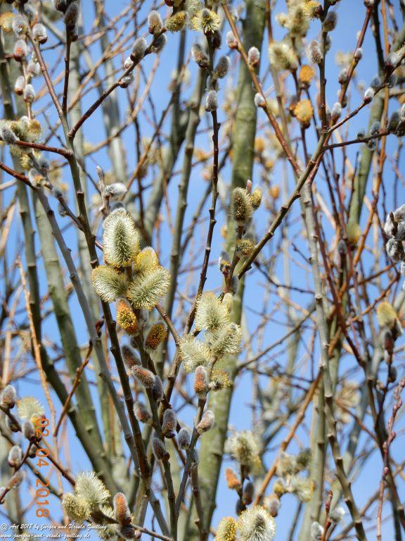 Weidenkätzchen - Blütenstart in Rheinhessen