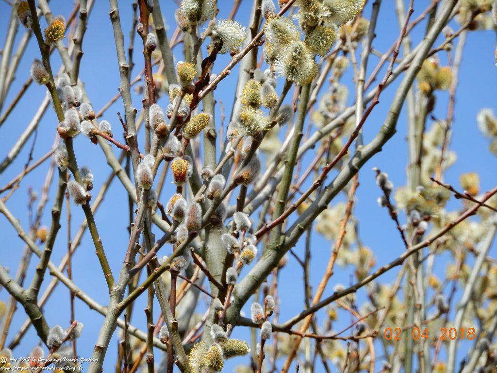 Weidenkätzchen - Blütenstart in Rheinhessen