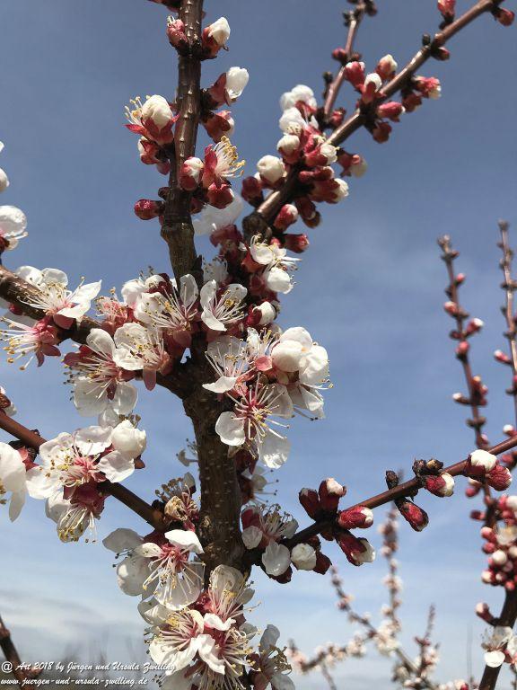 Aprikoseblüte - Aprikose  (Prunus armeniaca) - Blütenstart in Rheinhessen