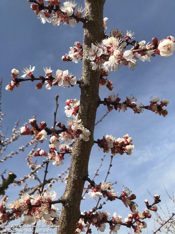 Aprikoseblüte - Aprikose  (Prunus armeniaca) - Blütenstart in Rheinhessen