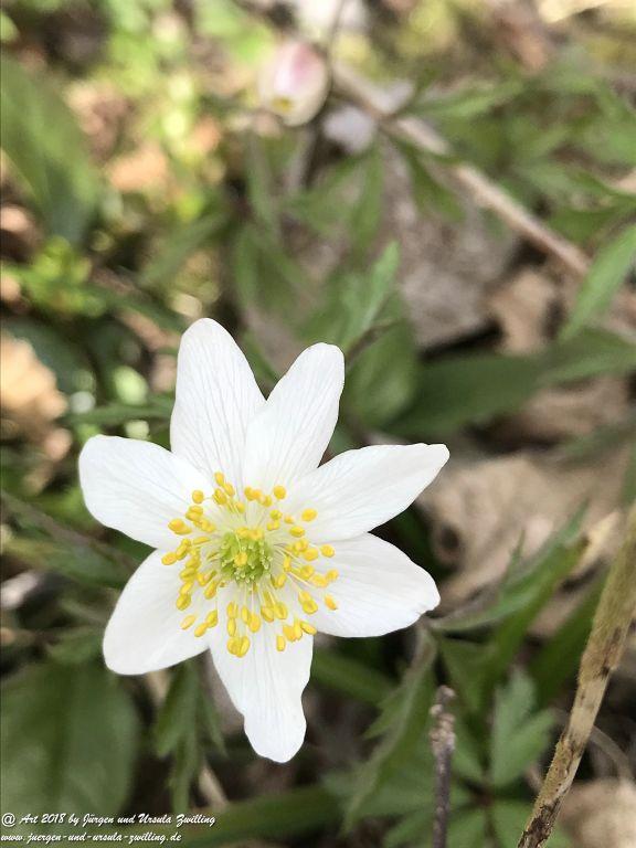Buschwindröschen (Anemone nemorosa) - Familie Hahnenfußgewächse (Ranunculaceae) - Blütenstart in Rheinhessen