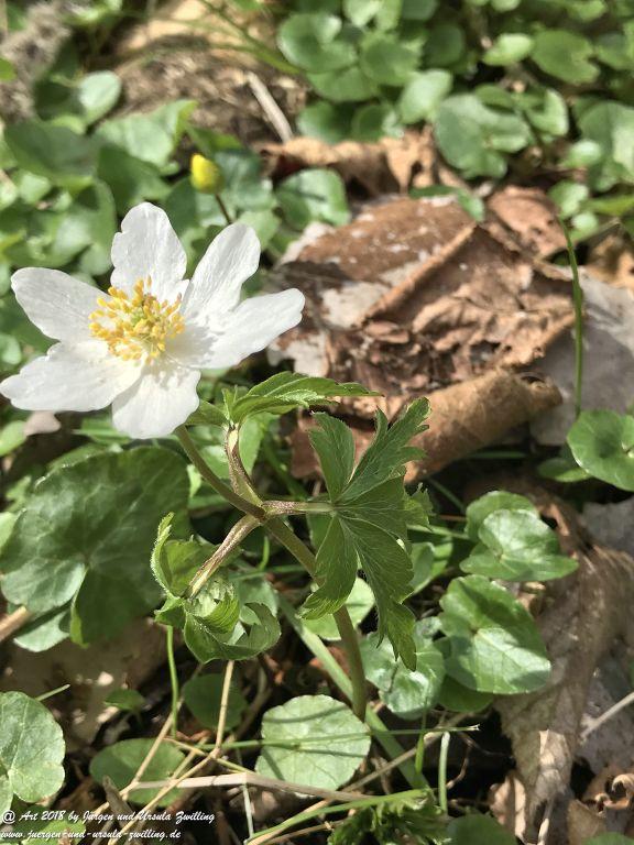 Buschwindröschen (Anemone nemorosa) - Familie Hahnenfußgewächse (Ranunculaceae) - Blütenstart in Rheinhessen