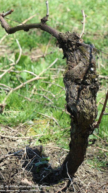 Philosophische Bildwanderung Rauenthaler Spange - Rheingau -Taunus