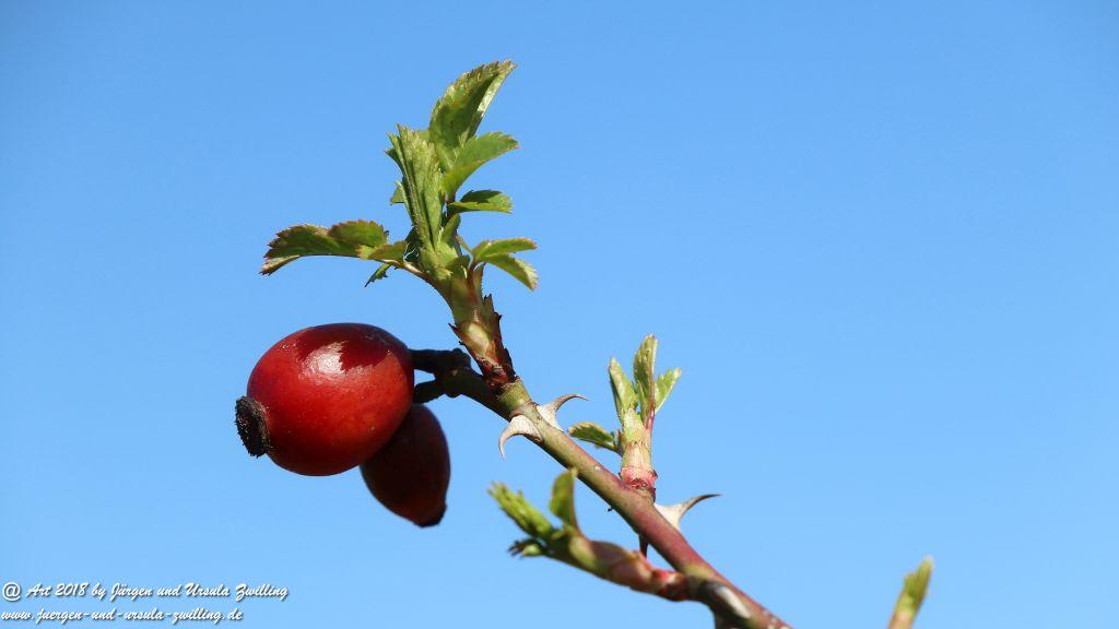 Philosophische Bildwanderung Rauenthaler Spange - Rheingau -Taunus