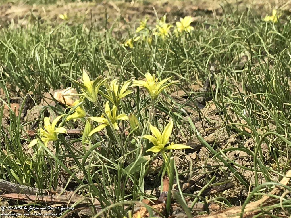 Gelbsterne (Gagea) oder Goldsterne aus der Familie der Liliengewächse (Liliaceae) - Blütenstart in Rheinhessen