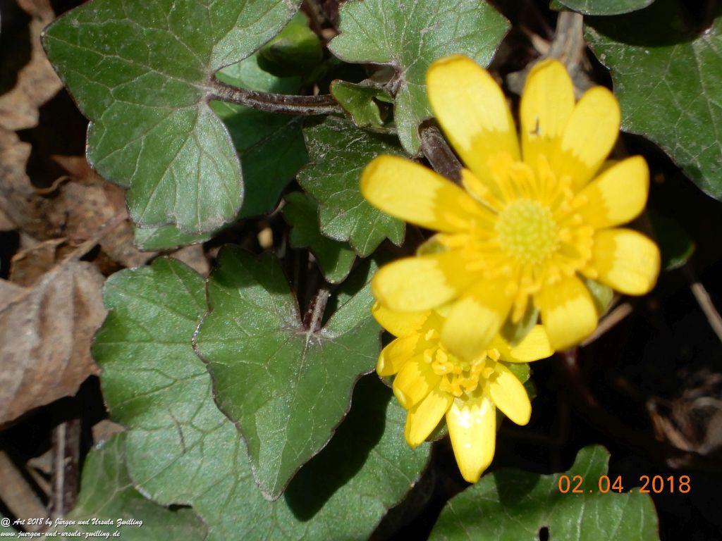 Scharbockskraut (Ficaria verna) oder Feigwurz - aus der Familie der Hahnenfußgewächse (Ranunculaceae) - Blütenstart in Rheinhessen