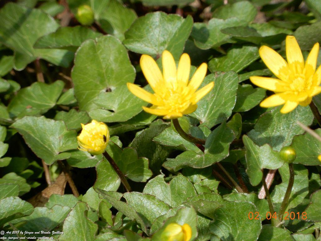 Scharbockskraut (Ficaria verna) oder Feigwurz - aus der Familie der Hahnenfußgewächse (Ranunculaceae) - Blütenstart in Rheinhessen