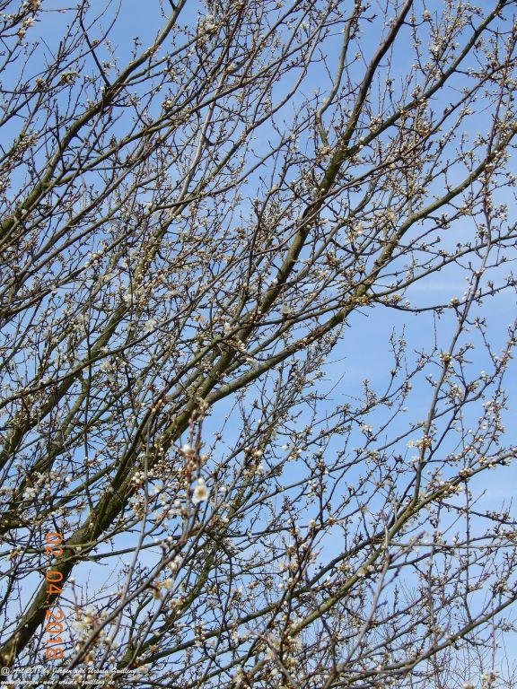 Mirabellblüte -Mirabelle (Prunus domestica subsp. syriaca) -Blütenstart in Rheinhessen