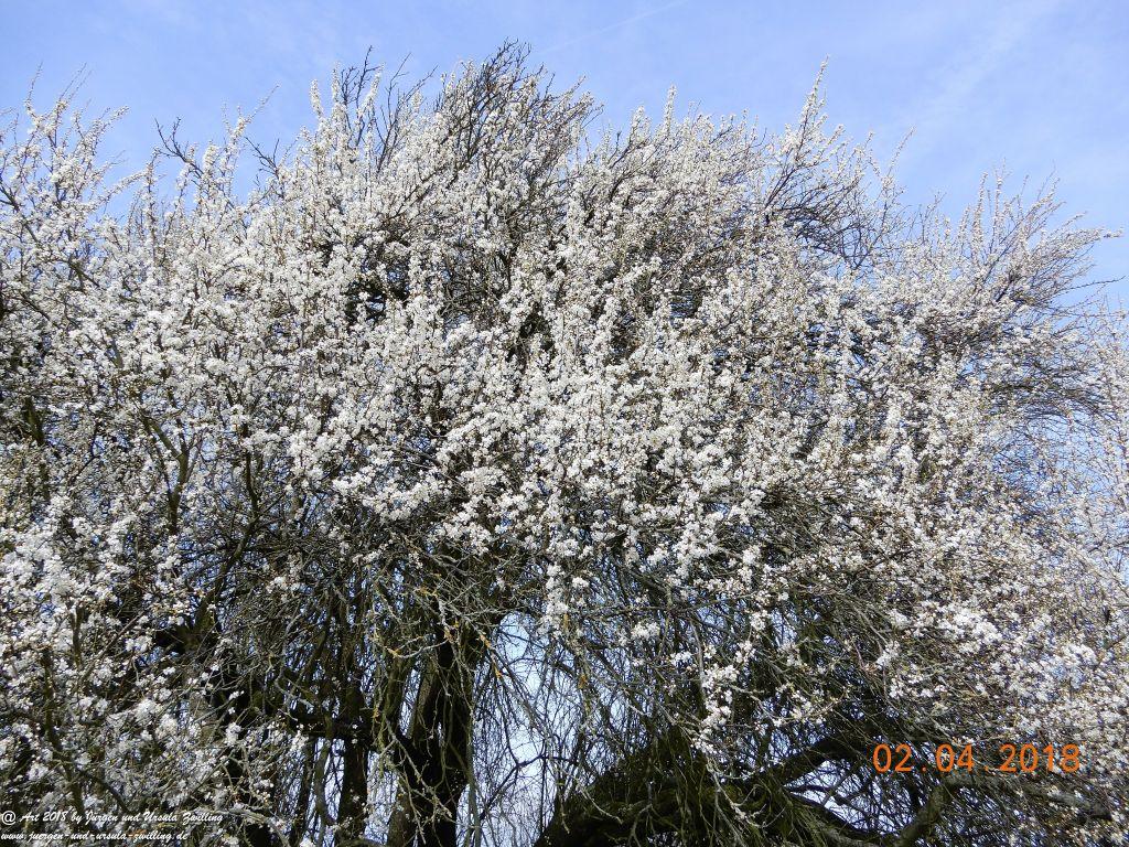 Mirabellblüte -Mirabelle (Prunus domestica subsp. syriaca) -Blütenstart in Rheinhessen