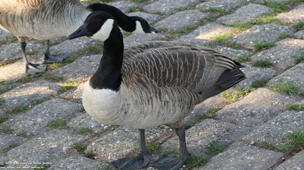 Heidenfahrt -Heidesheim - Rhein - Rheinhessen