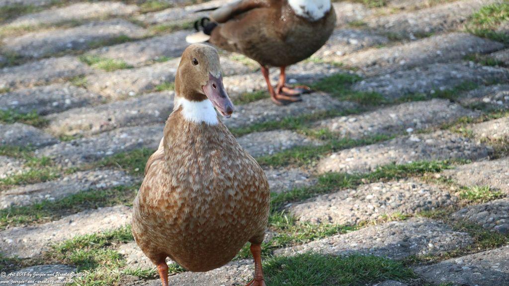 Heidenfahrt -Heidesheim - Rhein - Rheinhessen