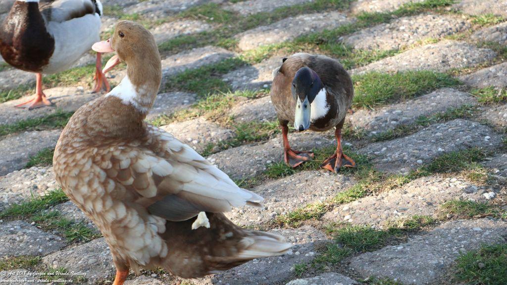 Heidenfahrt -Heidesheim - Rhein - Rheinhessen