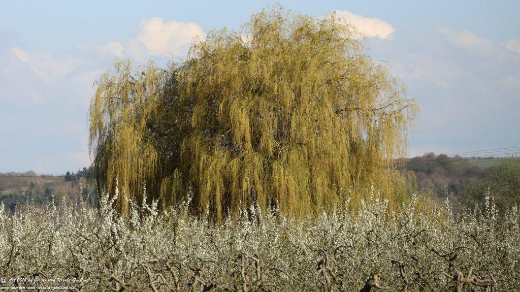 Heidenfahrt -Heidesheim - Rhein - Rheinhessen