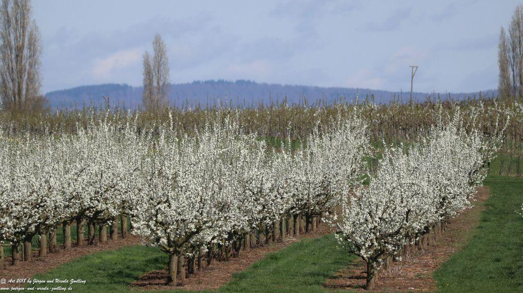 Blütenmeer in den Feldern von Mainz Finthen - Rheinhessen