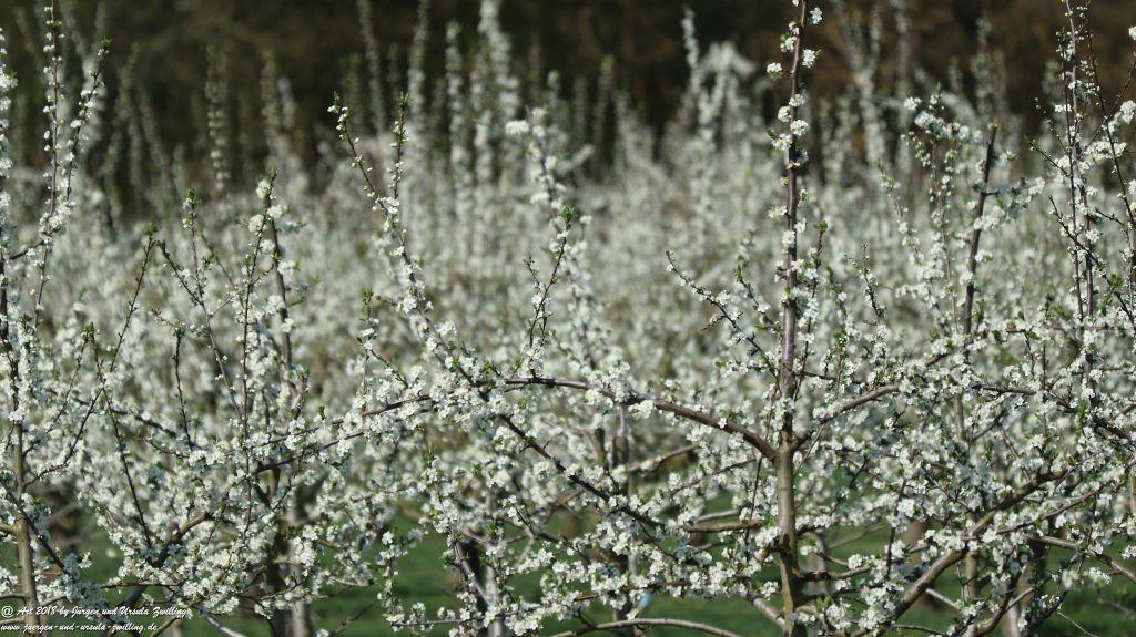 Blütenmeer in den Feldern von Mainz Finthen - Rheinhessen