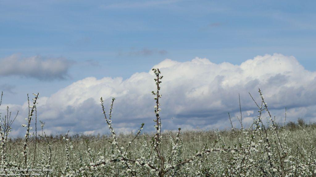 Blütenmeer in den Feldern von Mainz Finthen - Rheinhessen