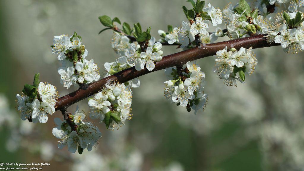 Blütenmeer in den Feldern von Mainz Finthen - Rheinhessen