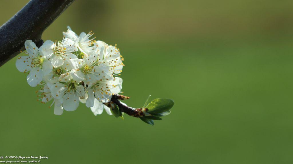 Blütenmeer in den Feldern von Mainz Finthen - Rheinhessen