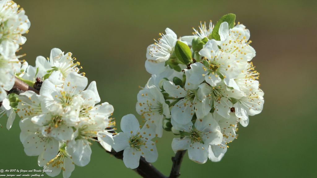 Blütenmeer in den Feldern von Mainz Finthen - Rheinhessen