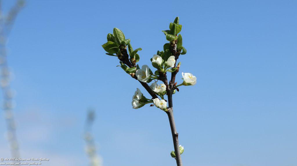 Blütenmeer in den Feldern von Mainz Finthen - Rheinhessen
