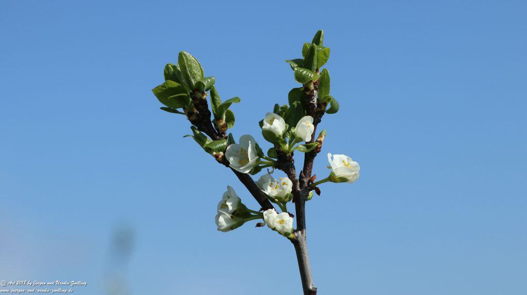 Blütenmeer in den Feldern von Mainz Finthen - Rheinhessen