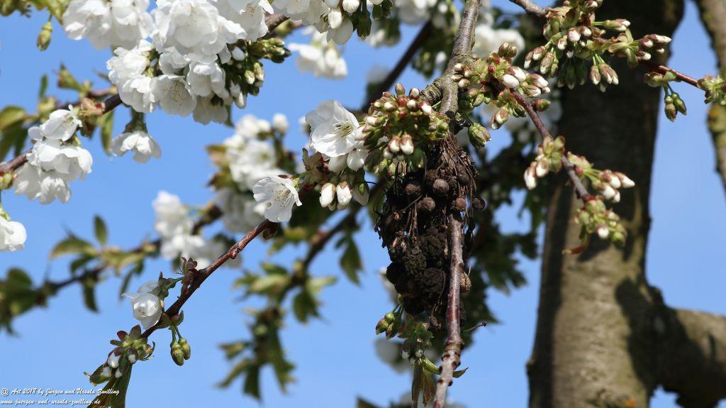 Blütenmeer in den Feldern von Mainz Finthen - Rheinhessen