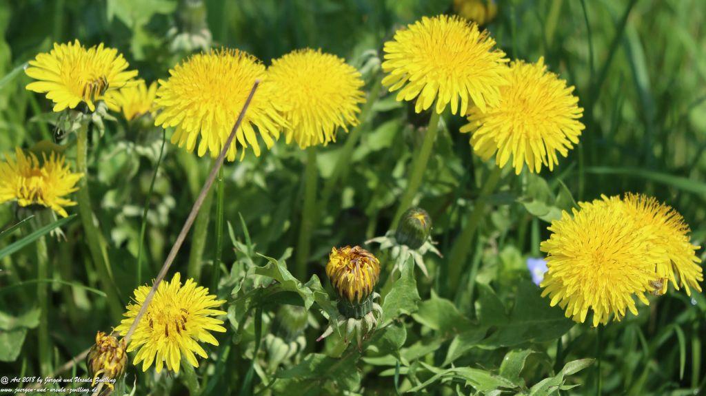 Blütenmeer in den Feldern von Mainz Finthen - Rheinhessen