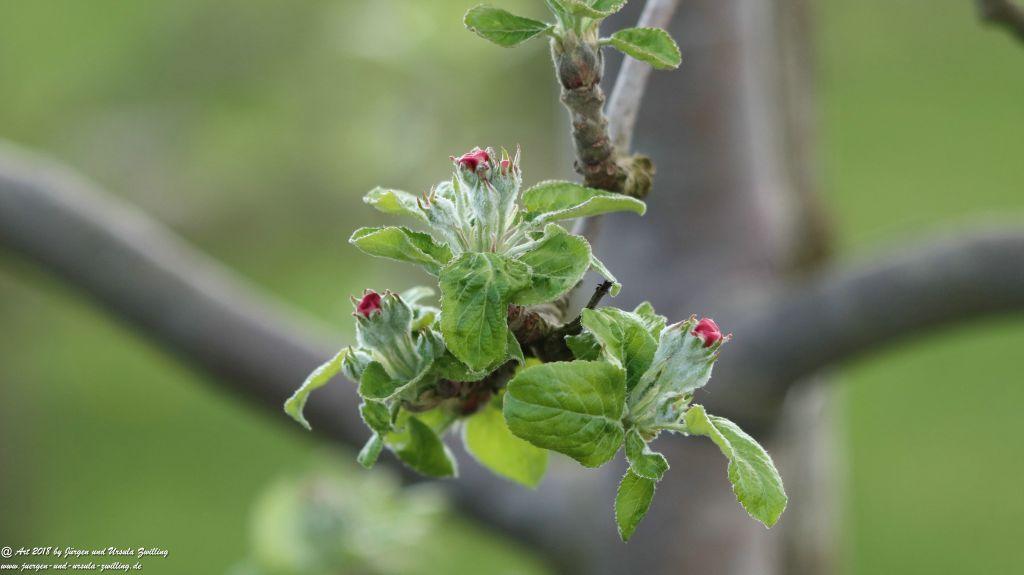 Blütenmeer in den Feldern von Mainz Finthen - Rheinhessen