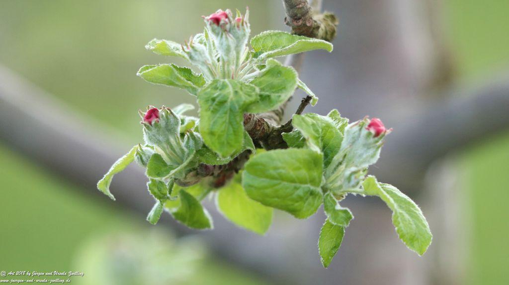 Blütenmeer in den Feldern von Mainz Finthen - Rheinhessen