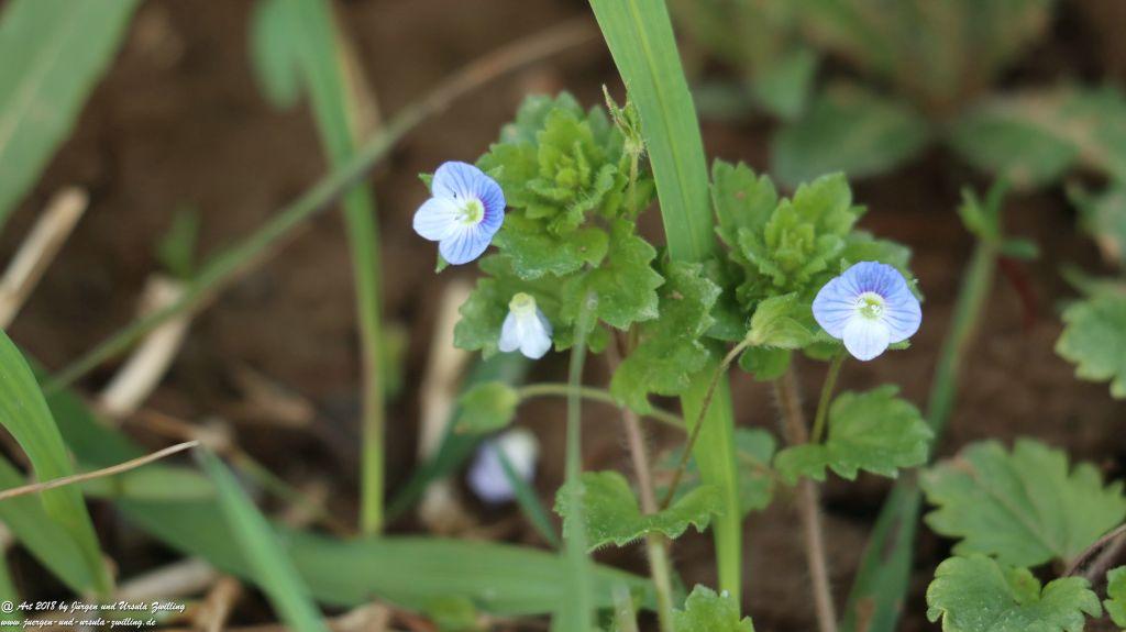 Blütenmeer in den Feldern von Mainz Finthen - Rheinhessen